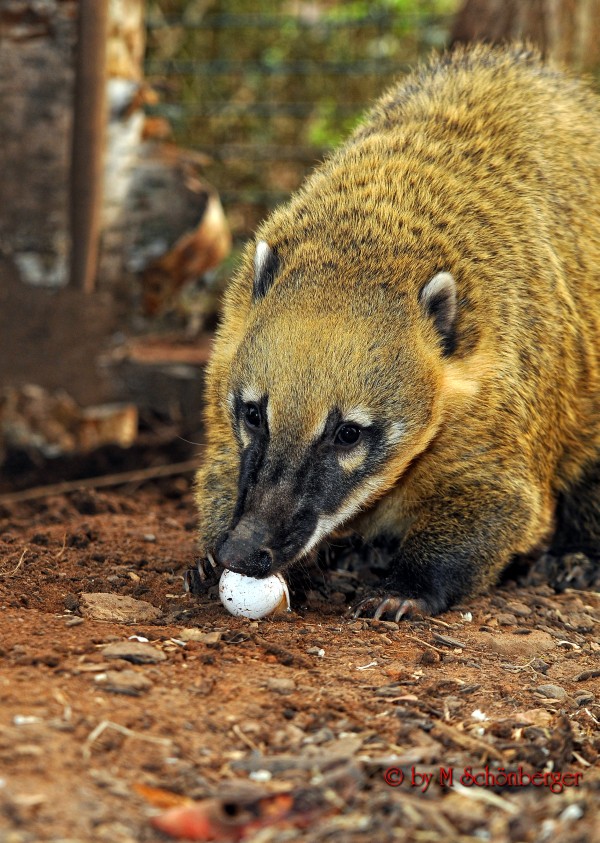 Tierpark Blättelborn Merzig - Sehenswertes